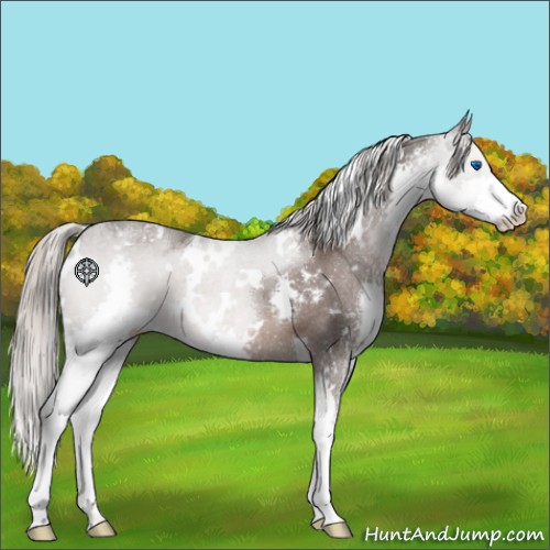 Horse Color:White Spotted Silver Black Splash 