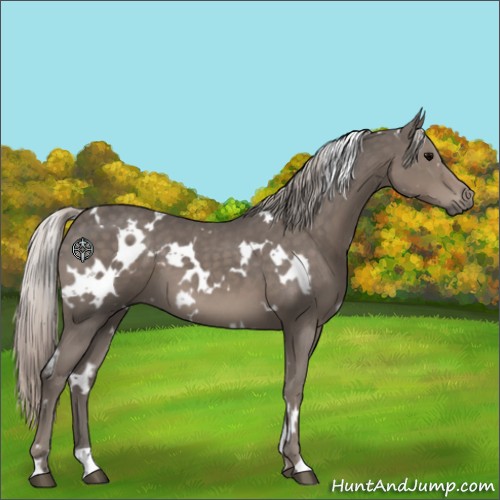 Horse Color:White Spotted Silver Black 