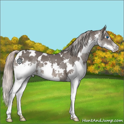 Horse Color:White Spotted Silver Black Splash 