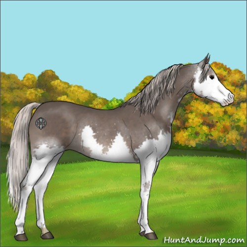 Horse Color:Silver Black Splash 