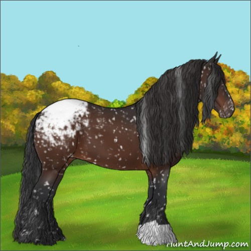 Horse Color:Brown Appaloosa 