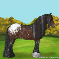 Horse Color:Brown Appaloosa 