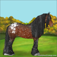 Horse Color:Brown Appaloosa 