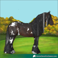 Horse Color:White Spotted Brown 