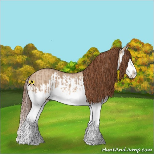 Horse Color:Red Dun Splash  and Red Dun Splash 