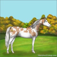 Horse Color:White Spotted Silver Bay Dun Splash 