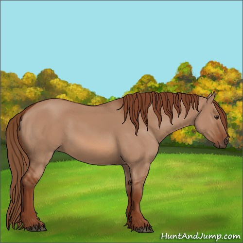 Horse Color:Red Dun 
