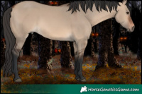 Horse Color:Brown Dun 