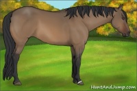 Horse Color:Bay Dun