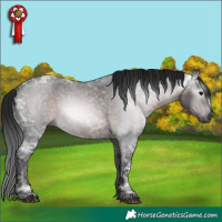 Horse Color:Gray Brown Ice Roan 