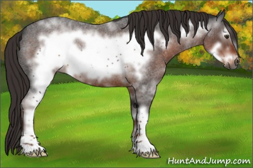Horse Color:Gray White Spotted Liver Red Roan Frame