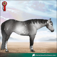 Horse Color:Gray White Spotted Black 