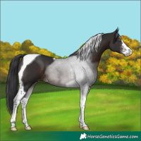 Horse Color:Brown Sabino Tobiano