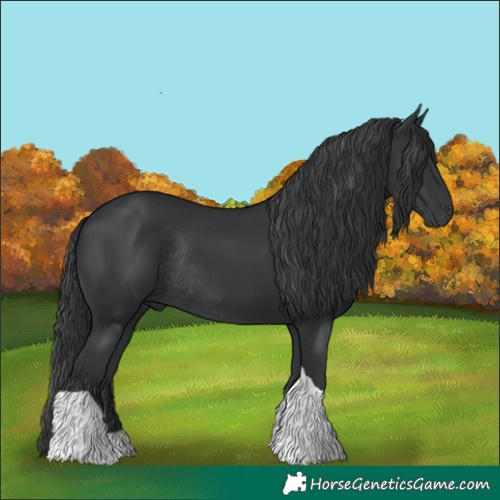 Horse Color:Black Tobiano Rabicano 