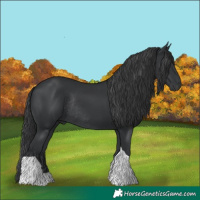 Horse Color:Black Tobiano Rabicano