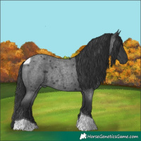 Horse Color:Blue Roan Tobiano Rabicano