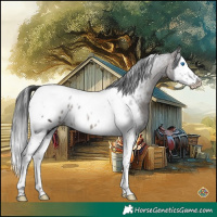Horse Color:Brown Splash Tobiano Appaloosa