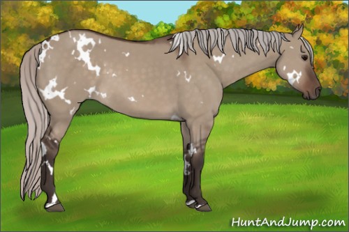 Horse Color:White Spotted Silver Brown Dun 