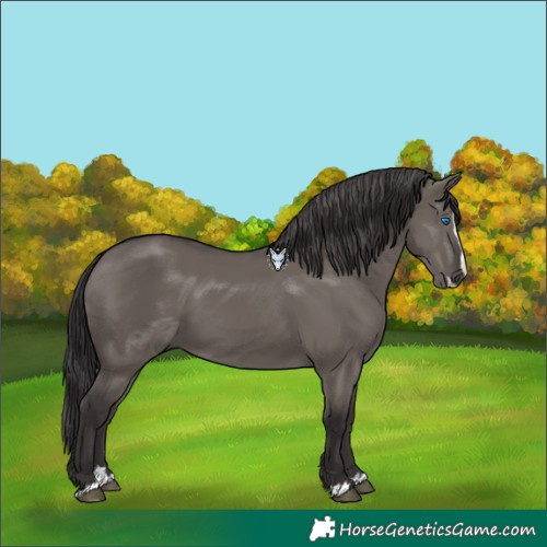 Horse Color:Smoky Grullo Splash 