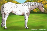 Horse Color:Bay Tobiano Appaloosa Rabicano