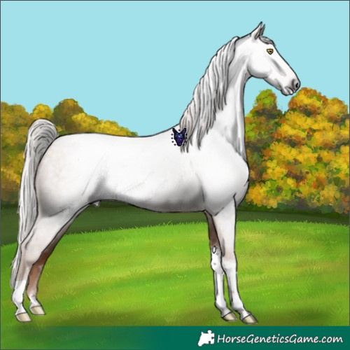 Horse Color:Gray Silver Amber Champagne Roan Tobiano