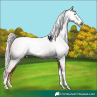 Horse Color:Gray Silver Amber Champagne Roan Tobiano 