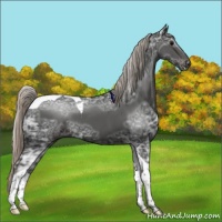 Horse Color:Gray Silver Black Ice Tobiano 