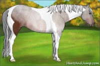 Horse Color:Bay Tobiano 