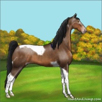 Horse Color:Gray Sable Champagne Tobiano 