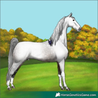 Horse Color:Gray Buckskin Sabino Tobiano