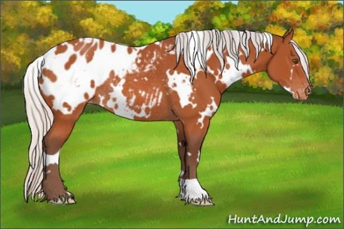 Horse Color:White Spotted Silver Brown Appaloosa Rabicano 