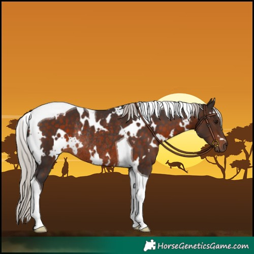Horse Color:White Spotted Silver Brown Tobiano Rabicano 