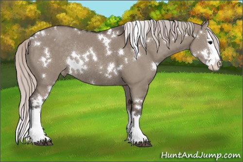 Horse Color:White Spotted Silver Grullo Splash Appaloosa Rabicano 