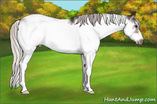 Horse Color:Silver Brown Sabino Frame 