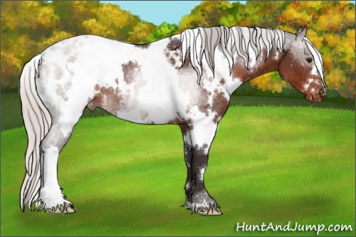 Horse Color:White Spotted Silver Brown Appaloosa Rabicano 