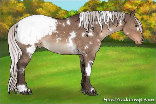 Horse Color:White Spotted Silver Brown Dun Appaloosa 