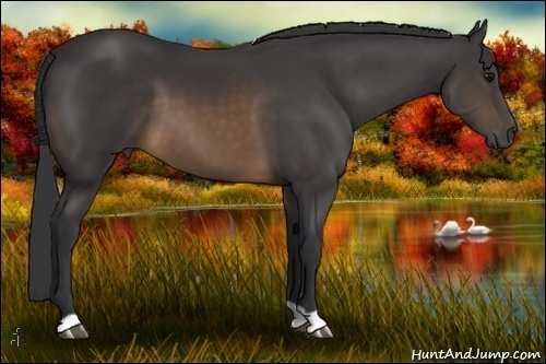 Horse Color:Buckskin