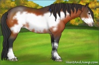 Horse Color:Bay Sabino Frame 