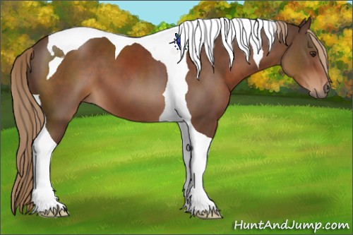 Horse Color:Liver Chestnut Tobiano