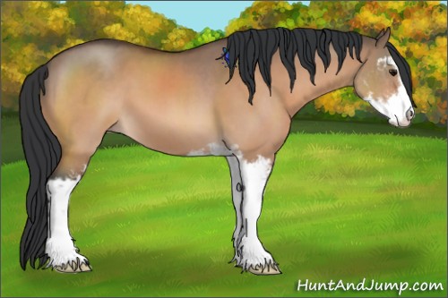 Horse Color:Bay Dun Sabino