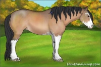 Horse Color:Bay Dun Sabino 