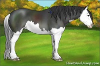 Horse Color:Black Sabino Splash 