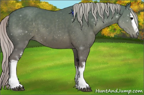 Horse Color:White Spotted Silver Black
