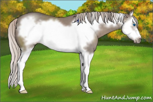 Horse Color:Silver Grullo Sabino Splash Frame