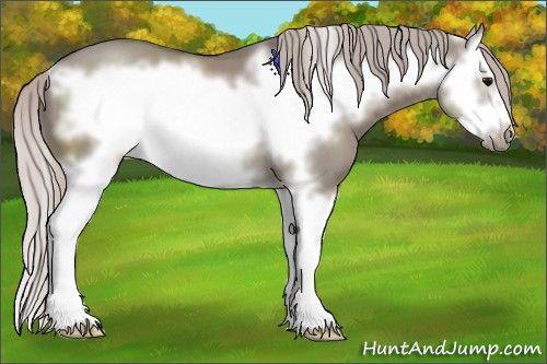 Horse Color:Silver Grullo Sabino Splash Frame