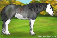 Horse Color:Black Sabino Splash Rabicano 