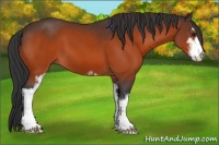 Horse Color:Bay Sabino