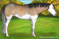 Horse Color:Brown Dun Sabino Splash 