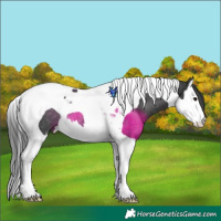 Horse Color:Black Splash Tobiano Rabicano 