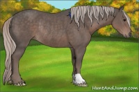 Horse Color:Silver Black Rabicano 